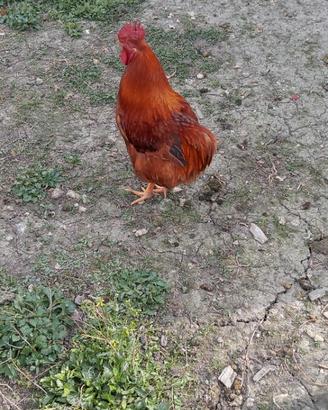 Galli