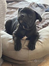 Cuccioli di staffordshire Bull Terrier (Staffy)