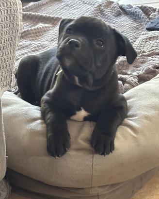 Cuccioli di staffordshire Bull Terrier (Staffy)