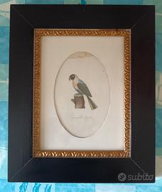 Acquerello 1800 con cornice e vetro