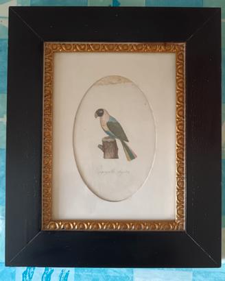Acquerello 1800 con cornice e vetro