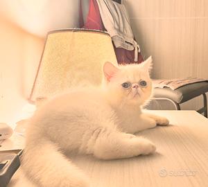 Persiano Exotic bianco