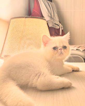 Persiano Exotic bianco