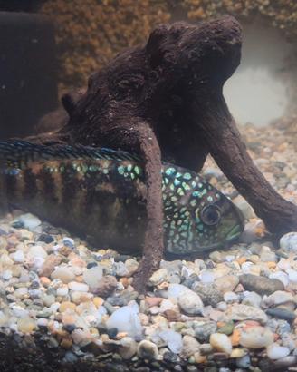 Ciclide octofasciatum