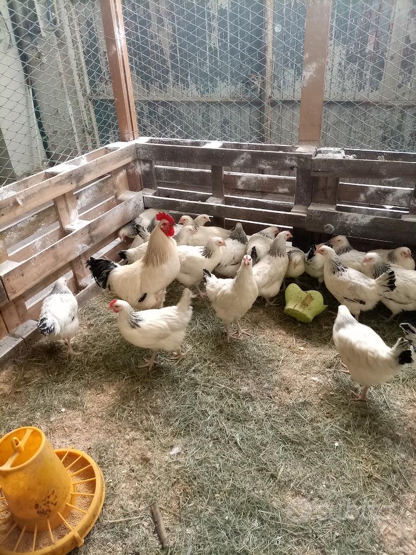 Galline ovaiole e altro - Animali In vendita a Rovigo