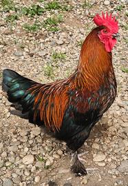 Gallo Marans