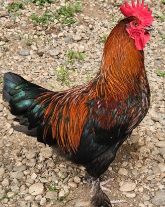 Gallo Marans