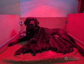 Labrador Retriever Cioccolato