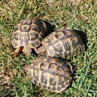 Tartarughe di terra (Testudo Hermanni)