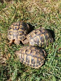 Tartarughe di terra (Testudo Hermanni)