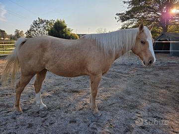 Cavallo QH