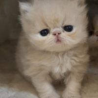 Cucciolo di gatto persiano