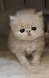 Cucciolo di gatto persiano