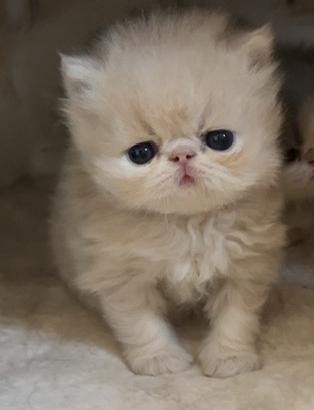 Cucciolo di gatto persiano