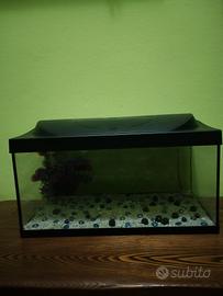 acquario 