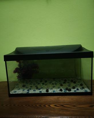 acquario 