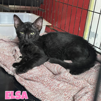 Elsa e Miranda gattine nere di tre mesi