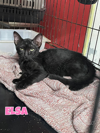 Elsa e Miranda gattine nere di tre mesi