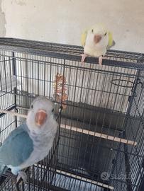 Animali