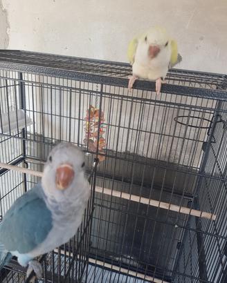 Animali