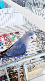 Pappagalli