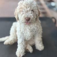 Lagotto romagnolo
