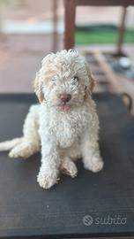 Lagotto romagnolo