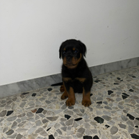 Rottweiler Cucciolo