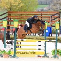 Cavallo da salto