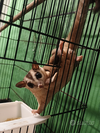 Petauro dello zucchero