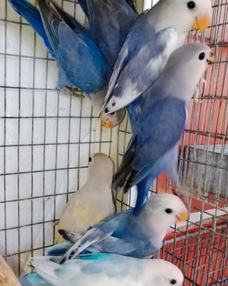Inseparabili 