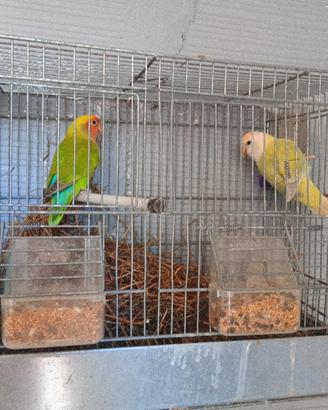 Inseparabili