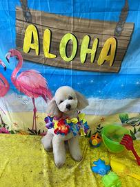 Denver, barboncino toy, vorrebbe una fidanzatina