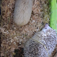 Riccio Africano albino