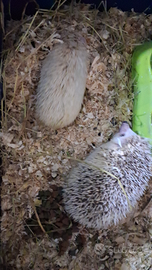 Riccio Africano albino