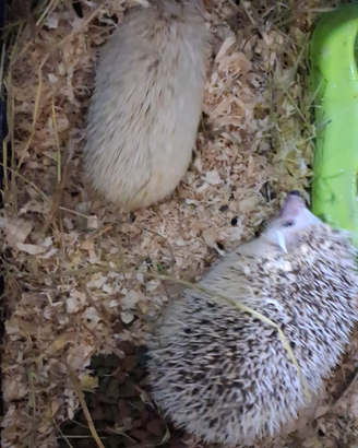 Riccio Africano albino