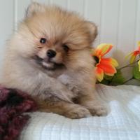 Allevamento cuccioli Maltesi Bolognesi e Spitz