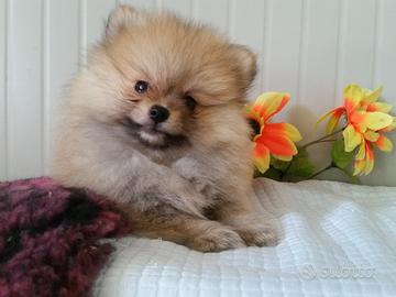 Allevamento cuccioli Maltesi Bolognesi e Spitz