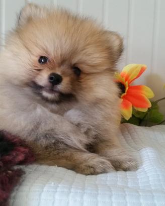 Allevamento cuccioli Maltesi Bolognesi e Spitz