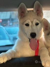 Siberian Husky