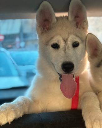 Siberian Husky