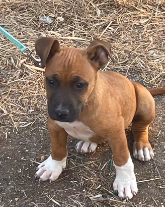 cucciolo amstaff 