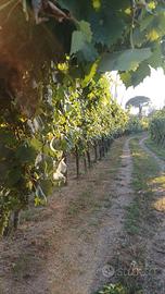 UVA da vino dei campi flegrei