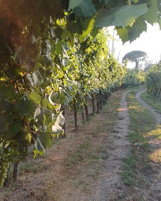UVA da vino dei campi flegrei