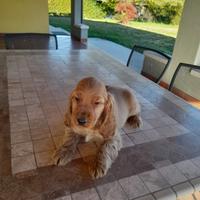 Cocker Spaniel cuccioli