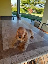 Cocker Spaniel cuccioli