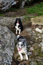 Cuccioli border collie
