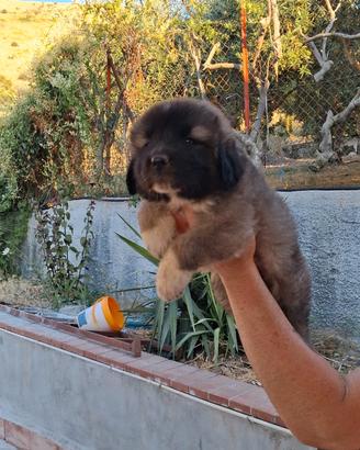 Cuccioli Pastore del caucaso