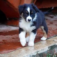 Cuccioli Pastore Australiano - Australian Shepherd