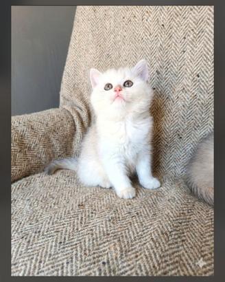 Cuccioli British shorthair e longhair